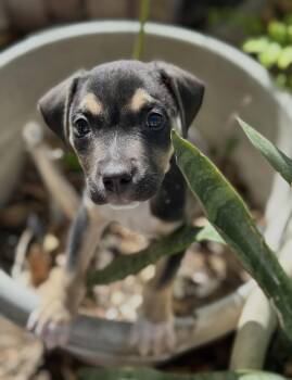 Retriever Dogs Available for Adoption - Pluto | PetCurious