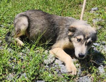 260786  Love -  Siberian Husky and Australian Cattle Dog Blue Heeler Dog for Adoption in Wetumpka, Alabama - 260786  Love | PetCurious