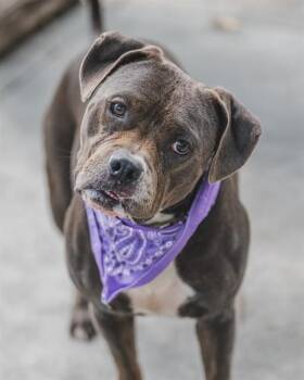 JESSE -  American Bulldog and Mixed Breed Dog for Adoption in Doral, Florida - JESSE | PetCurious
