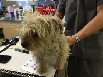 BELLE -  Yorkshire Terrier Dog for Adoption in Riverside, California - BELLE | PetCurious