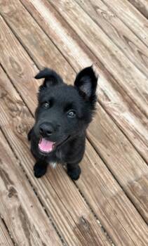 Tulip -  Mixed Breed Dog for Adoption in Sioux Falls, South Dakota - Tulip | PetCurious