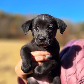 CT Bumblee Bat avail Oct 31 -  Australian Cattle Dog Blue Heeler and Labrador Retriever Dog for Adoption in Eastford, Connecticut - CT Bumblee Bat Avail Oct 31 | PetCurious