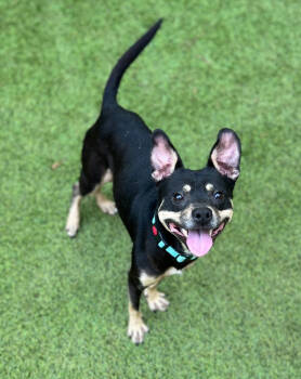 Rescue Mixed Breed Dogs for Adoption in Sandy Springs, Georgia - Calvin | PetCurious