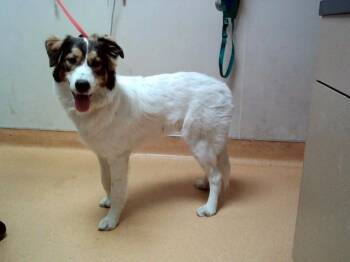 Australian Shepherd and Mixed Breed Dogs Available for Adoption in Martinez, California - DOUGIE | PetCurious