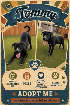 Hound and Boxer Dogs Available for Adoption in Brenham, Texas - Tommy | PetCurious