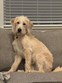 Labrador Retriever Dogs Available for Adoption - Caprice / Violet | PetCurious