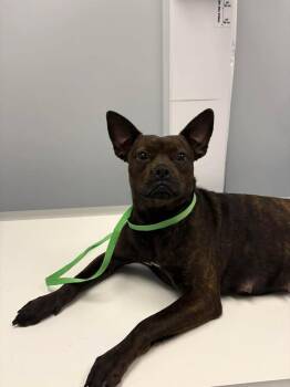 Mixed Breed Dogs Available for Adoption in Ocala, Florida - Prrego | PetCurious