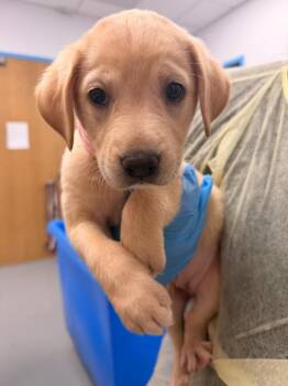 Blossom (Bx11) -  Labrador Retriever and Golden Retriever Dog for Adoption in Hartsville, South Carolina - Blossom (Bx11) | PetCurious