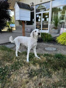 Jeffrey -  Labrador Retriever and Poodle Dog for Adoption in Newberg, Oregon - Jeffrey | PetCurious