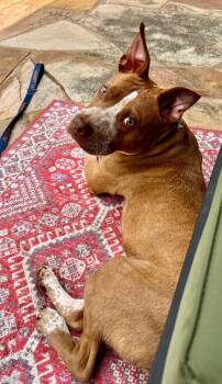 Percy -  Staffordshire Bull Terrier Dog for Adoption in Newnan, Georgia - Percy | PetCurious