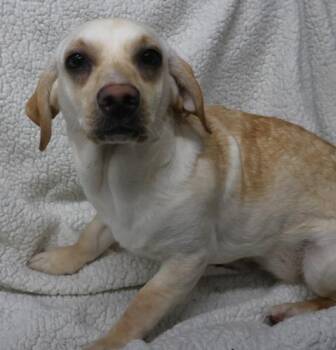 Terrier Dogs Available for Adoption - Tator | PetCurious