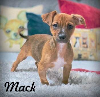 Mack -  Chihuahua and Terrier Dog for Adoption in Anaheim, California - Mack | PetCurious