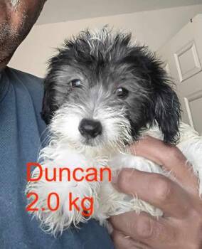 Havanese and Poodle Dogs Available for Adoption in Cupertino, California - DUNCAN | PetCurious