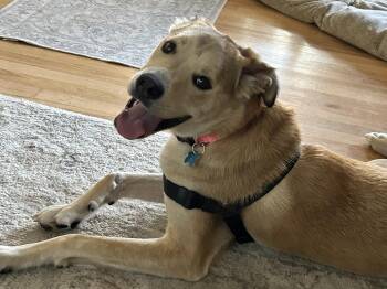 Donovan -  Shepherd and Corgi Dog for Adoption in Minneapolis, Minnesota - Donovan | PetCurious