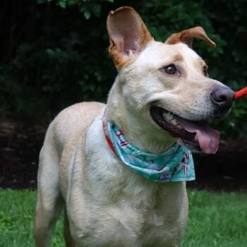 Leeland -  Yellow Labrador Retriever and Mixed Breed Dog for Adoption in Springboro, Ohio - Leeland | PetCurious