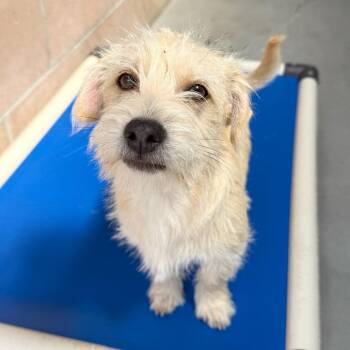Terrier Dogs Available for Adoption in Goleta, California - Lime | PetCurious