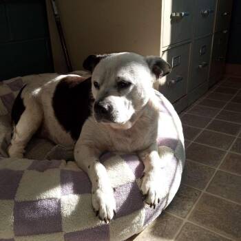 Beagle Dogs Available for Adoption - Jojo | PetCurious