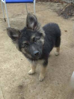 German Shepherd Dog Dogs Available for Adoption - Saylor | PetCurious