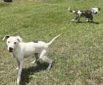 Snoopy -  Pointer Dog for Adoption in Houston, Texas - Snoopy | PetCurious