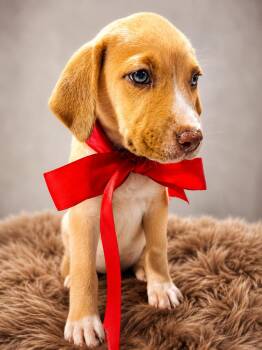 Jack Russell Terrier and Beagle Dogs Available for Adoption in Nahunta, Georgia - Ernie | PetCurious
