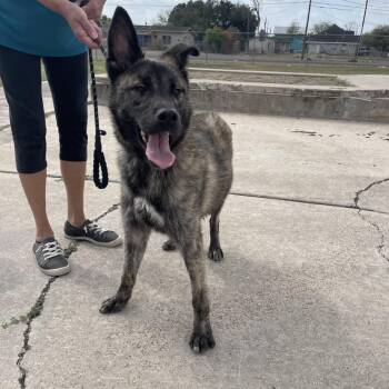 Sawyer C731 -  Shepherd Dog for Adoption in Allen, Texas - Sawyer C731 | PetCurious