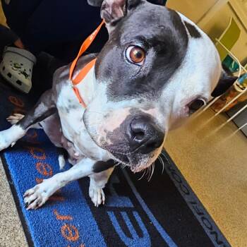 Rescue Pit Bull Terrier Dogs for Adoption in Melrose, Florida - Kayla | PetCurious