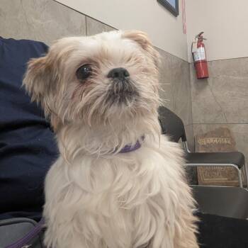 Popeye Petey -  Shih Tzu Dog for Adoption in Williston, Vermont - Popeye Petey | PetCurious