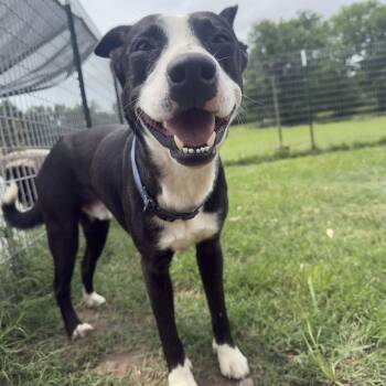 Norman -  Border Collie Dog Available for Adoption in Pottsboro, Texas - Norman | PetCurious