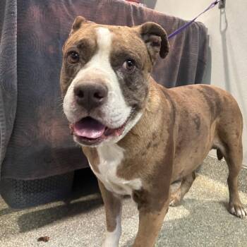 IVHS-Stray-143976 -  Pit Bull Terrier Dog for Adoption in San Gabriel, California - IVHS-Stray-143976 | PetCurious