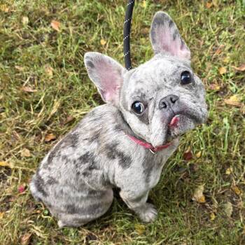 Capri -  Mixed Breed Dog for Adoption in Greensboro, North Carolina - Capri | PetCurious