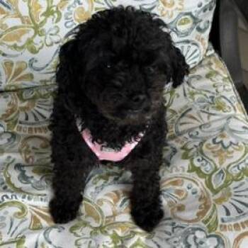 Coco -  Miniature Poodle Dog for Adoption in Cincinnati, Ohio - Coco | PetCurious