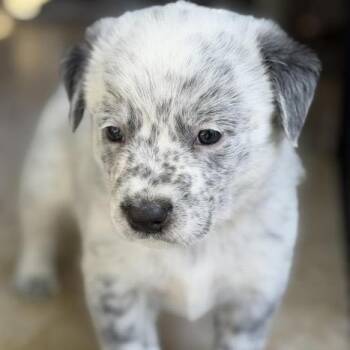 Flynn -  Cattle Dog Dog for Adoption in Larkfield-wikiup, California - Flynn | PetCurious
