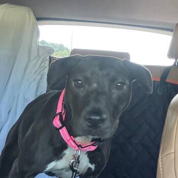 Penelope -  Pit Bull Terrier and Mixed Breed Dog for Adoption in Enterprise, Alabama - Penelope | PetCurious