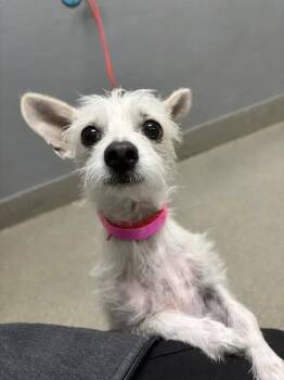 CAROL -  Terrier Dog for Adoption in Las Vegas, Nevada - CAROL | PetCurious
