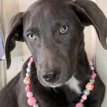 Texie Bell -  Labrador Retriever and Blue Lacy Dog for Adoption in Atlanta, Texas - Texie Bell | PetCurious