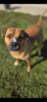 Rescue Pit Bull Terrier Dogs for Adoption in Sevierville, Tennessee - Butter | PetCurious