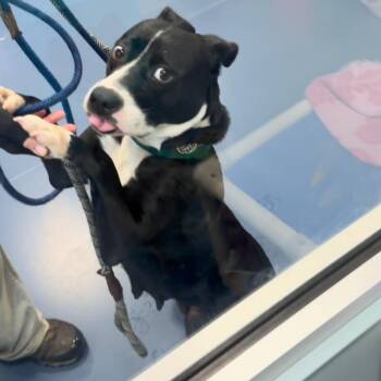 Hikari -  Pit Bull Terrier Dog for Adoption in Greensboro, North Carolina - Hikari | PetCurious