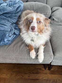 Australian Shepherd Dogs Available for Adoption - Jimmy | PetCurious