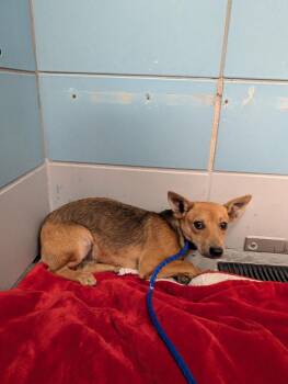 Chihuahua and Mixed Breed Dogs Available for Adoption in Houston, Texas - SERRANO | PetCurious