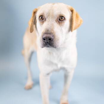 Tara -  Yellow Labrador Retriever Dog for Adoption in Portland, Oregon - Tara | PetCurious