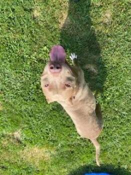 BLONDIE -  Pit Bull Terrier Dog for Adoption - BLONDIE | PetCurious