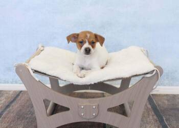 Toodles -  Chihuahua and Beagle Dog for Adoption in Wolcott, Connecticut - Toodles | PetCurious