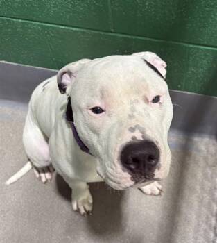 TOMMY -  Pit Bull Terrier Dog for Adoption - TOMMY | PetCurious