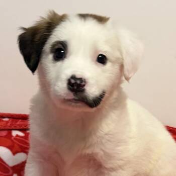 Australian Shepherd and Mixed Breed Dogs Available for Adoption in Normal, Illinois - Glory | PetCurious