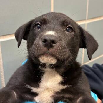 Terrier Dogs Available for Adoption - NATE | PetCurious