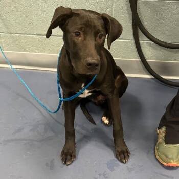 WIND -  Black Labrador Retriever Dog for Adoption in Greensboro, North Carolina - WIND | PetCurious
