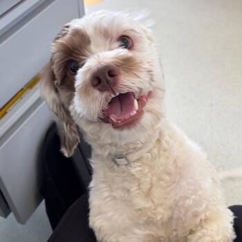 Max -  Shih Tzu and Miniature Poodle Dog for Adoption in Nashville, Tennessee - Max | PetCurious