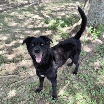 Miss America -  Retriever Dog for Adoption in Carencro, Louisiana - Miss America | PetCurious