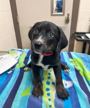 Coonhound and Mixed Breed Dogs Available for Adoption in Westland, Michigan - Dr. Santos | PetCurious