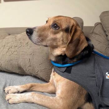 Vince -  Mixed Breed Dog for Adoption in Saint Charles, Missouri - Vince | PetCurious
